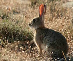La supervivencia del conejo silvestre peligra en algunas zonas de Aragón